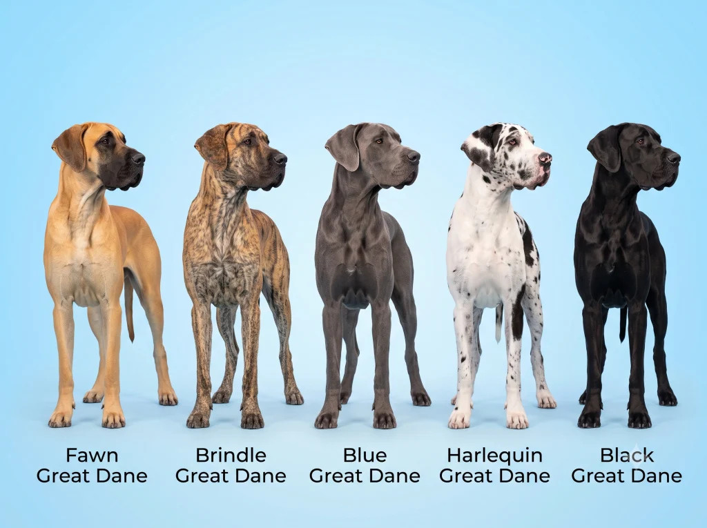 Great Dane Dog Breed Types
